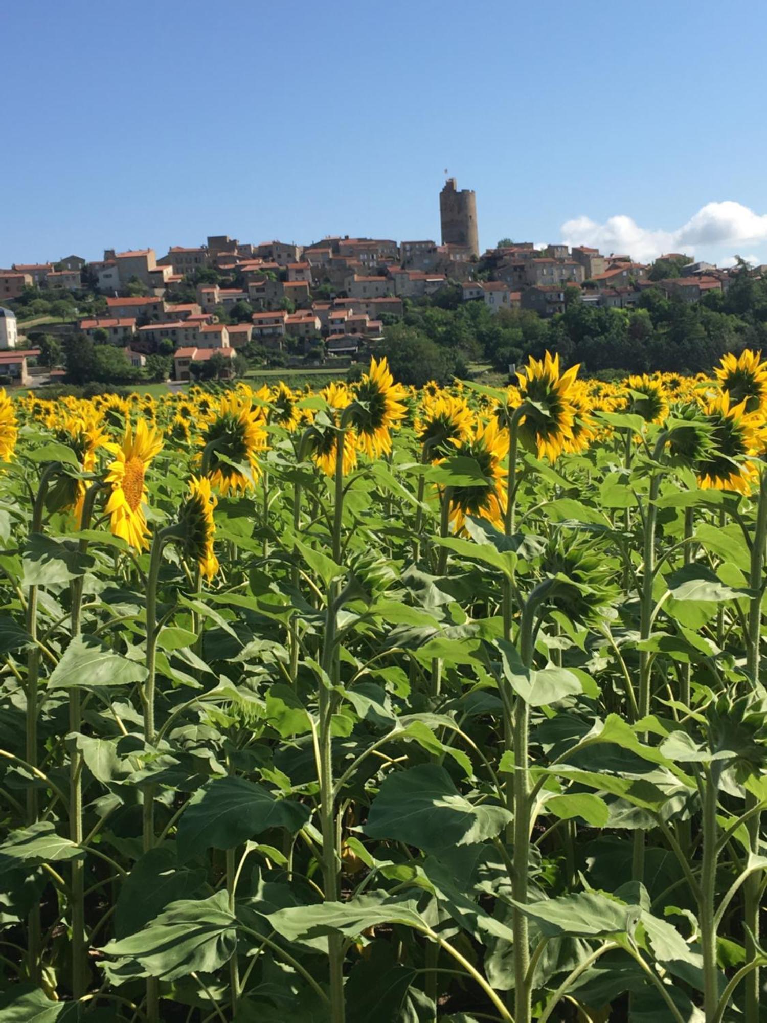 La Charmeraie Montpeyroux  ภายนอก รูปภาพ
